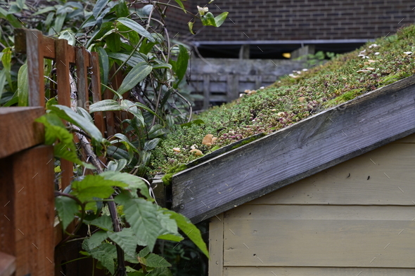 Green roof in urban environment. Eco roofing on a garden shed.