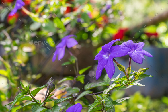 peasant garden of flowers, Browallia speciosa or purple flower with white center. red flowers - Stock Photo - Images