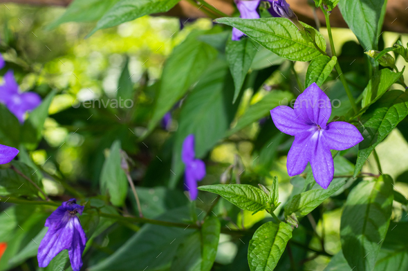 close-up of a purple flower with a white center in a peasant flower garden, Browallia speciosa - Stock Photo - Images