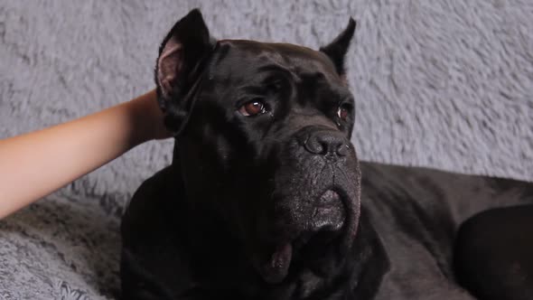 Boy hand touches and caresses a big black dog by the head