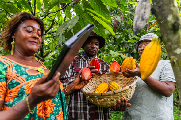 African cocoa pickers show cocoa pods to quality controller who uses tablet to do so
