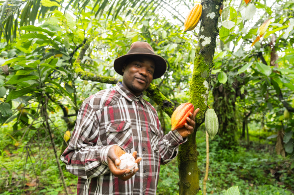 Proud farmer stands near the cocoa plant, displays cocoa beans in one hand and a pod in the other
