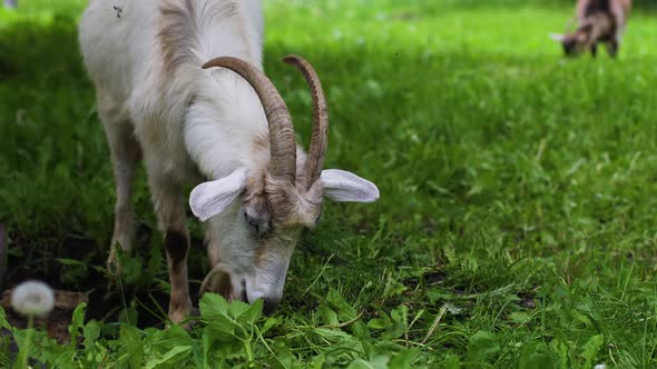 Close Up of Head of Brown Goat Kid Grazing Eating Grass on Green Summer Meadow Field at Village