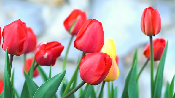 Red Tulips In The Garden