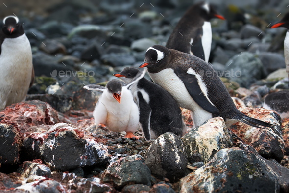 Baby penguin crying with his parents on his back in Antarctica Stock ...