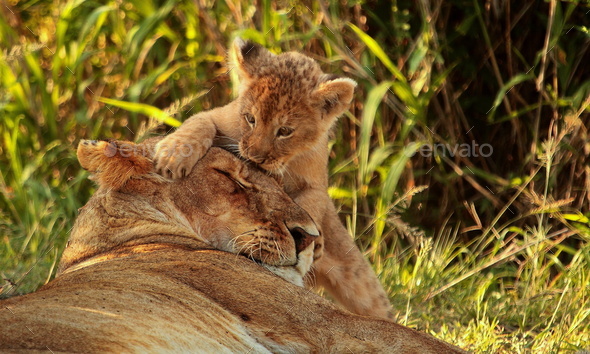 Baby lion kissing his mother while she is taking a nap during the day in Kenya