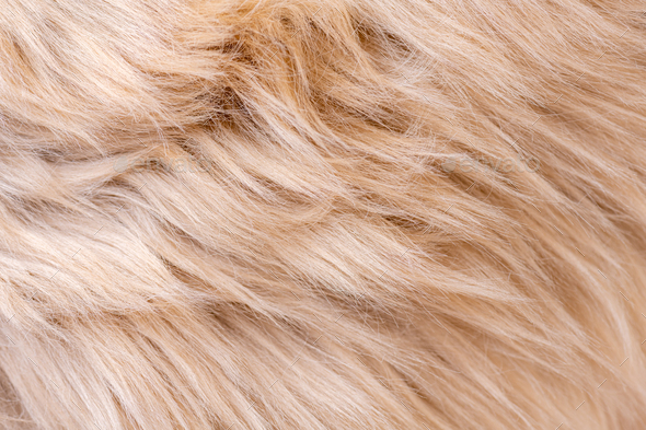 Beige fur texture top view. Brown or beige sheepskin background. Fur pattern - Stock Photo - Images