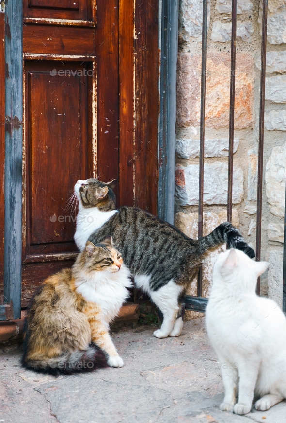 Homeless animals seek shelter. Surviving cats wander street of village,old town. Stray, abandoned