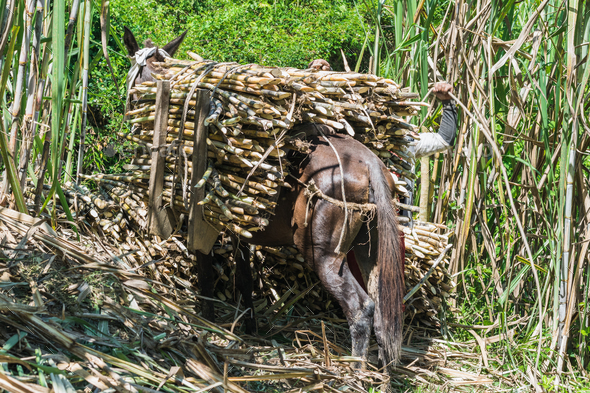 mule loaded with a large load of sugar cane, ready to transport the product