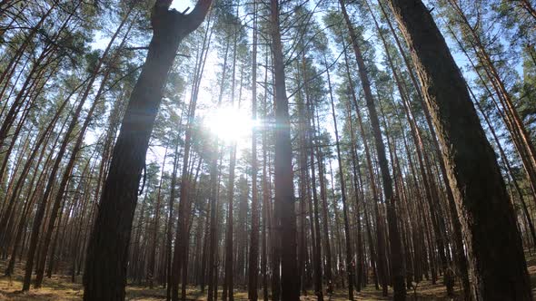 Inside a Pine Forest By Day Slow Motion alt