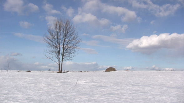 Lonely Bare Tree On  Hill