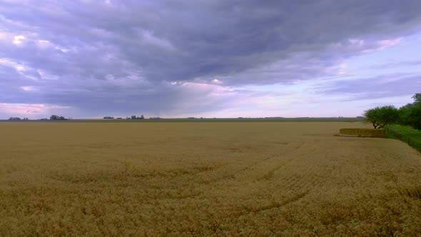 Wheatfield beneath cloudy sky alt