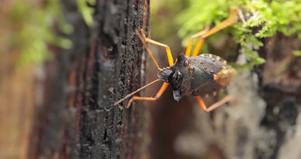 Forest Bug or Red-legged Shieldbug Pentatoma Rufipes Is a Species of Shield Bug alt