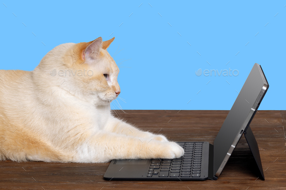 A cat typing on a keyboard at a laptop, the concept of online learning