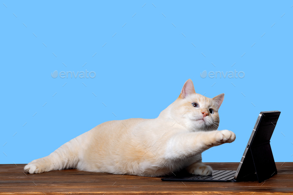 Cat is lying in front of tablet, raised paw above keyboard. Online learning Concept Blue background