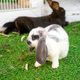 White fold-eared rabbit with long grey ears and black rabbit in zoo enclosure. Close up - PhotoDune Item for Sale