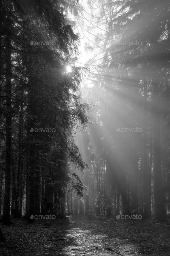 God Beams - Sunbeams In The Morning Forest