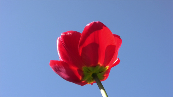 Red Tulip In  Spring Sunny Day