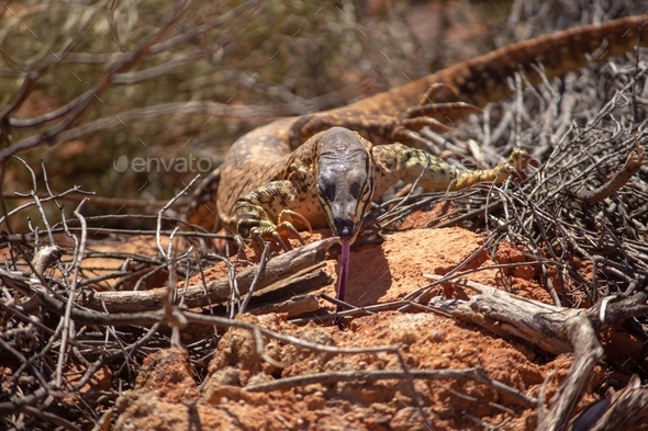 Closeup of a sand goanna with its tongue out crawling on the rocks under the sunlight at daytime