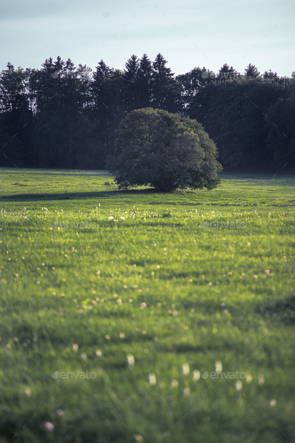 Vertical shot of a small tree in a field on a blue sky background Stock