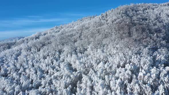 Aerial View of a Fabulous Snowcovered Forest on the Slopes of the Mountains alt