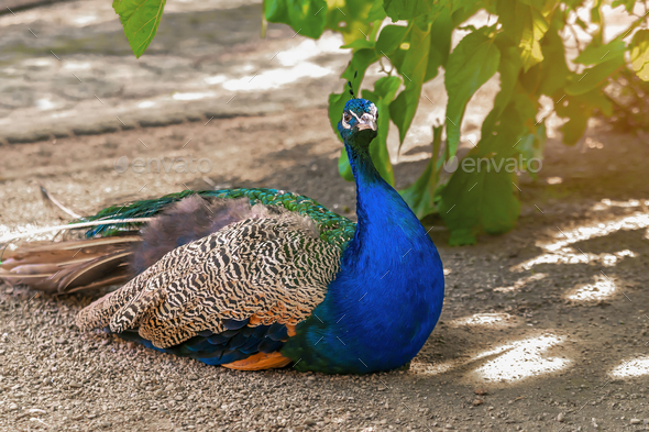 peacock bird with colorful feathers,plumage. Indian blue peafowl