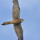 Common Kestrel (Falco Tinnunculus) in Flight Against the Sky. - PhotoDune Item for Sale