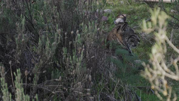 Iberian Lynx Laid Down Behind the Bush