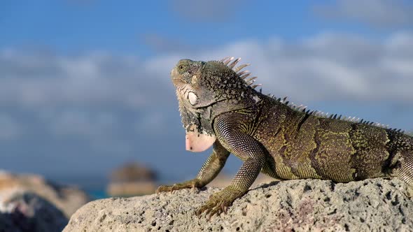 Wild sun basking iguana on rock looking directly at camera during sunset in the Caribbean, side prof alt