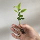 Lemon seedling with healthy roots ready to be transplanted to new soil - PhotoDune Item for Sale