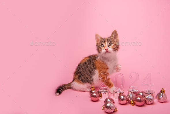 Small Tricolor Kitten On Pink Background Sits Next To Transparent   DSC 5695 1 