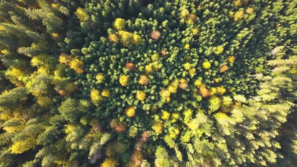 Top down aerial view of bright green spruce and yellow autumn trees in fall forest. alt