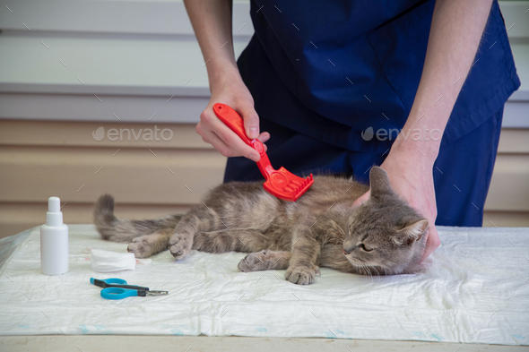 veterinarian combs a street kitten at the volunteer aid station, free cat help