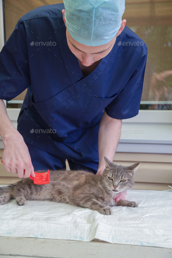 veterinarian combs a street kitten at the volunteer aid station, free cat help
