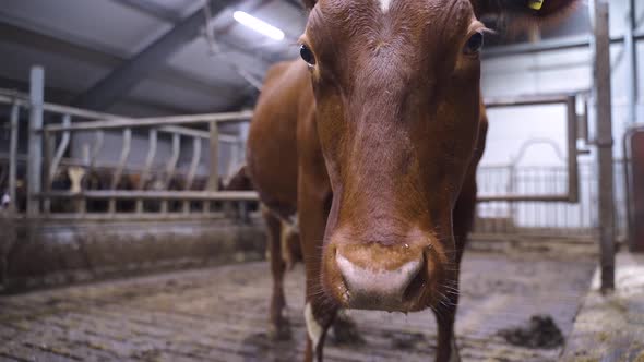 Macro close up of Norwegian red Cow inside barn looking straight into camera. Blurred background. alt