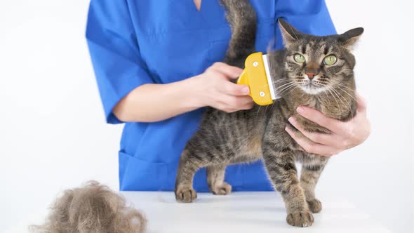 A doctor in a blue coat combs the fur of a cat with a furminator alt