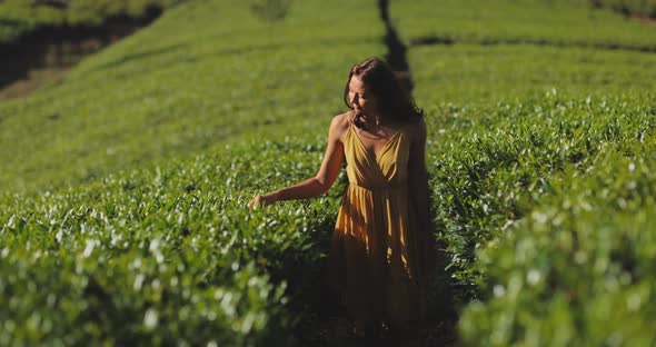 Traveler Woman Among Tea Trees During Her Travel to Famous Nature Landmark Tea Plantations alt