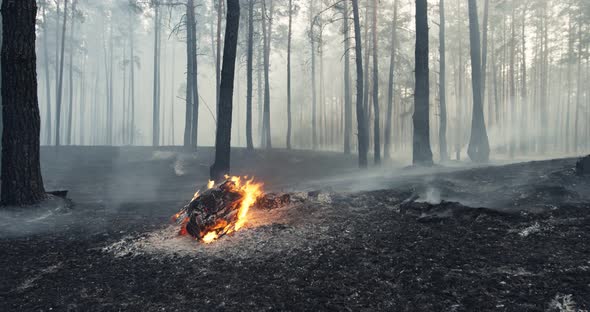 Bonfire in Woods. Close Up at Burning Dry Tree in Forest with Clouds of Smoke alt