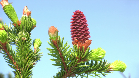 Red Pinecone 2