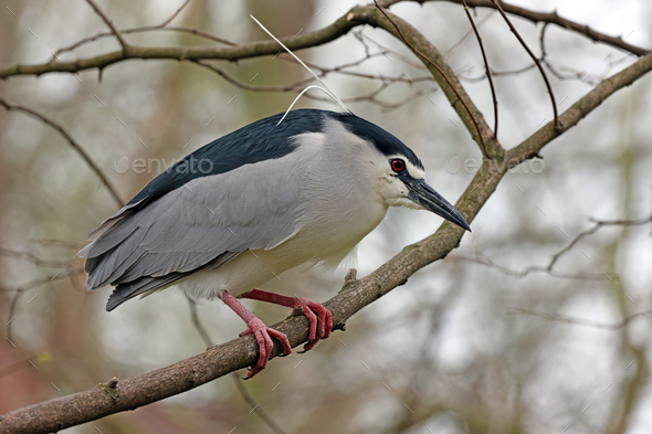 Black-crowned Night-Heron (Nycticorax nycticorax) bird in wildlife - Stock Photo - Images