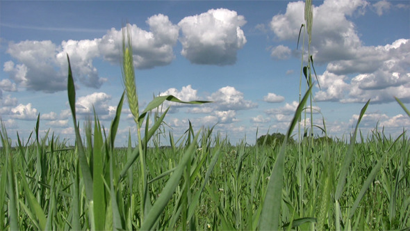 Field Of Early Green Wheat