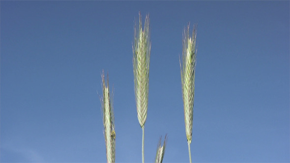 Close-Up Of Wheat On Sky Background