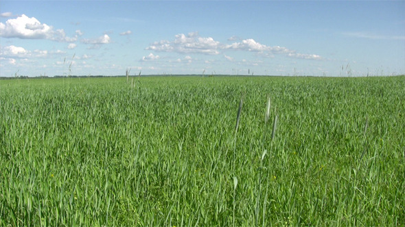 Green Wheat Field in Summertime