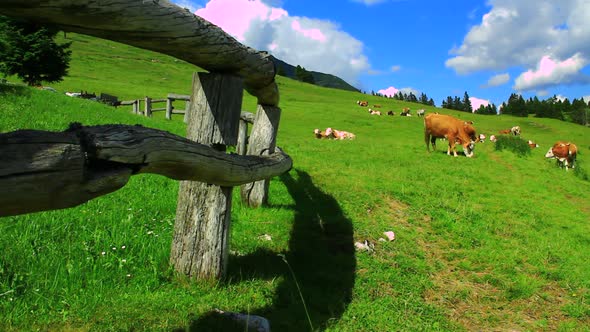Herd of Cows Grazing Grass