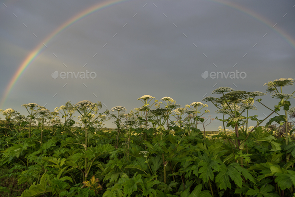 Sosnowsky's hogweed Heracleum sosnowskyi is a dangerous invasive plant. Rainbow on the hogweed field - Stock Photo - Images