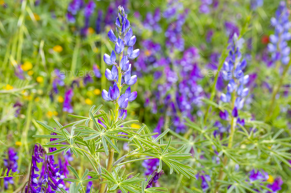 Blue annual wild lupin lupinus angustifolius growing in a field spreading by seed capsule - Stock Photo - Images