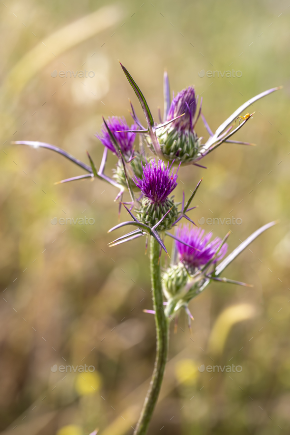 Notobasis syriaca (Syrian Thistle) the sole species in the genus Notobasis - Stock Photo - Images