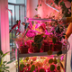 Female installing LED purple pink lamp for supplementary lighting of indoor plant in winter at home - PhotoDune Item for Sale