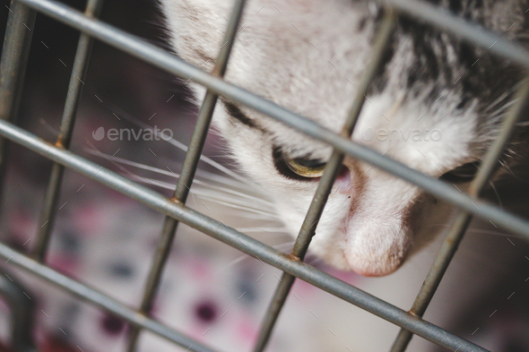 Closeup shot of a cat behind welded wire mesh cage