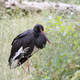 Black stork in a clearing - PhotoDune Item for Sale